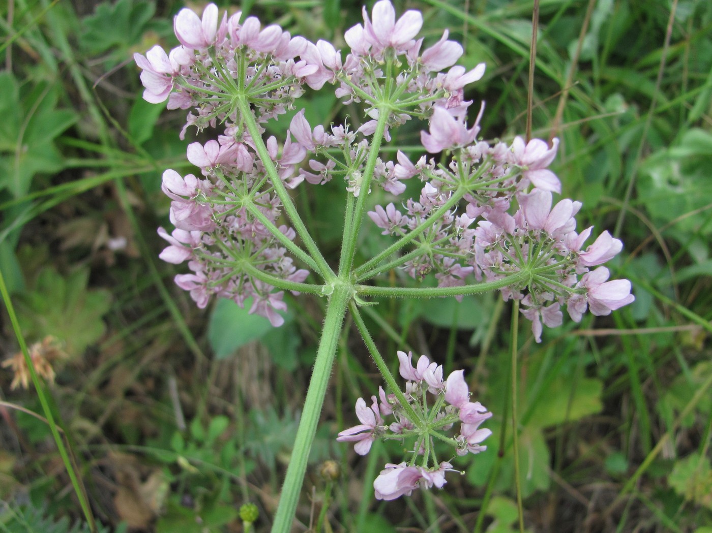 Изображение особи Heracleum roseum.