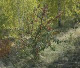 Malus × robusta. Плодоносящее дерево. Пермский край, Кунгурский р-н, окр. с. Филипповка, гора Ледяная, берёзовая роща. 12.09.2021.