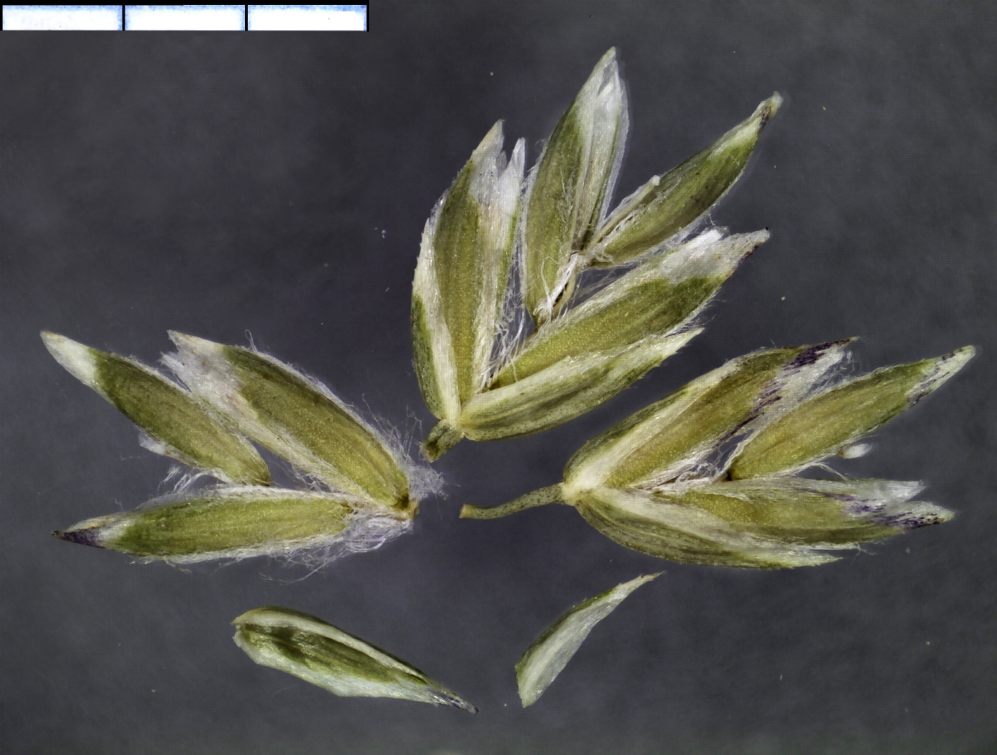 Image of Poa angustifolia specimen.