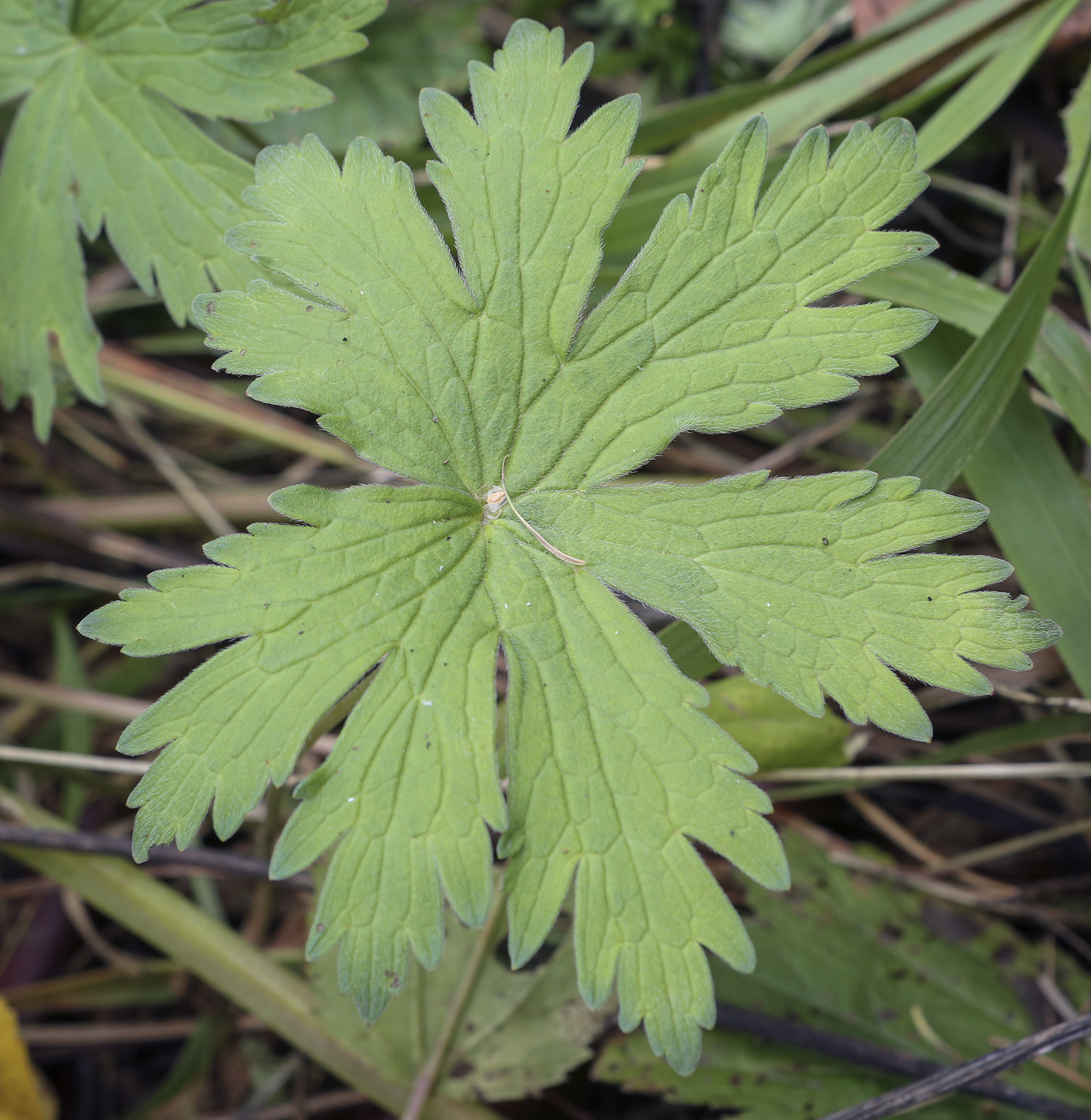 Изображение особи Geranium pseudosibiricum.