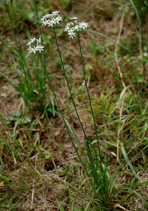 Image of Allium ramosum specimen.