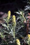 genus Artemisia. Верхушка цветущего растения. Таймыр, окр. оз. Таймыр, мыс Саблера, тундра. 31 июля 2013 г.