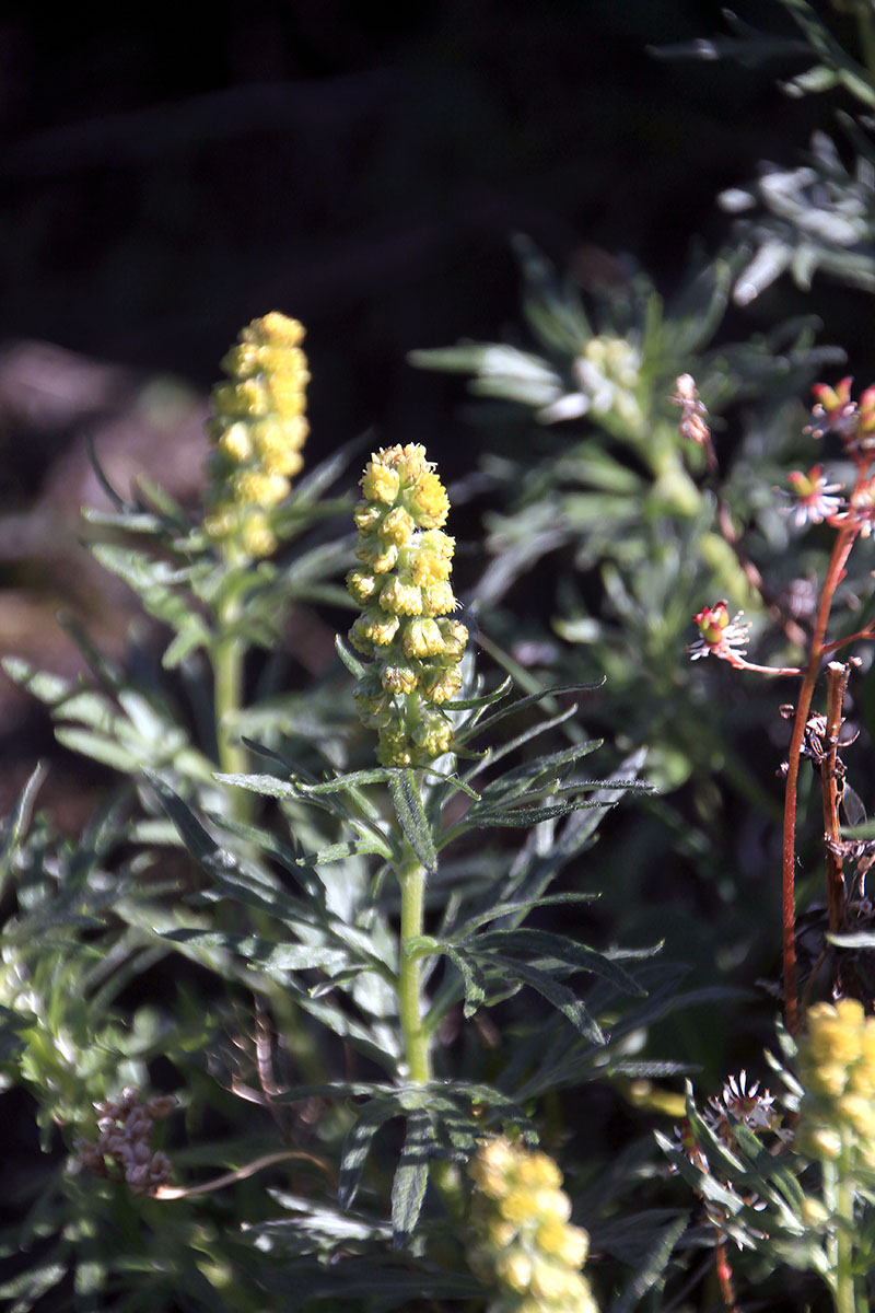 Image of genus Artemisia specimen.