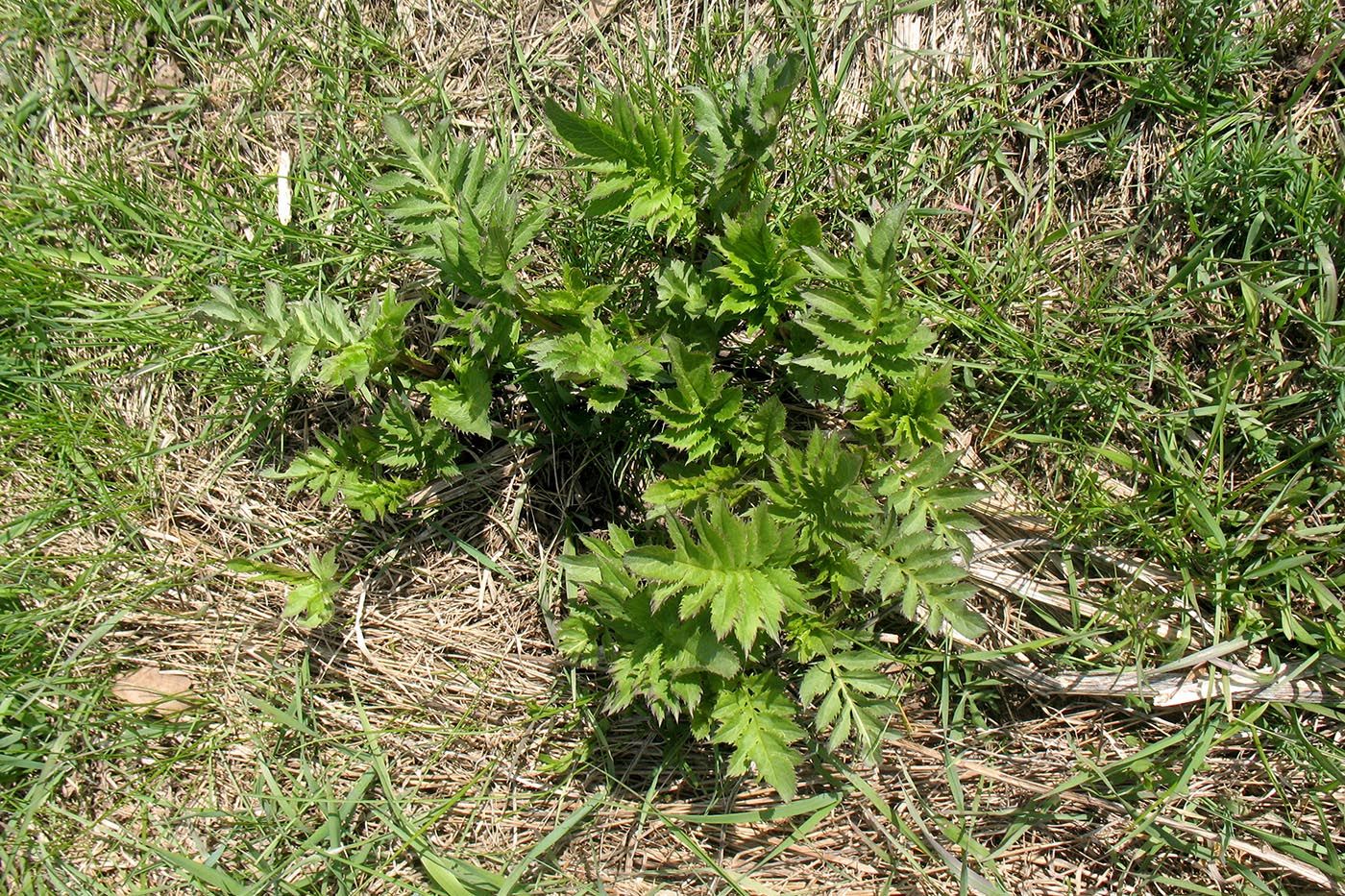 Изображение особи Serratula coronata.