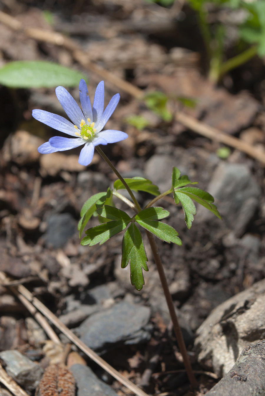 Image of Anemone caucasica specimen.