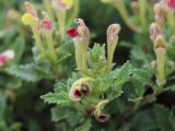 Scutellaria adenostegia