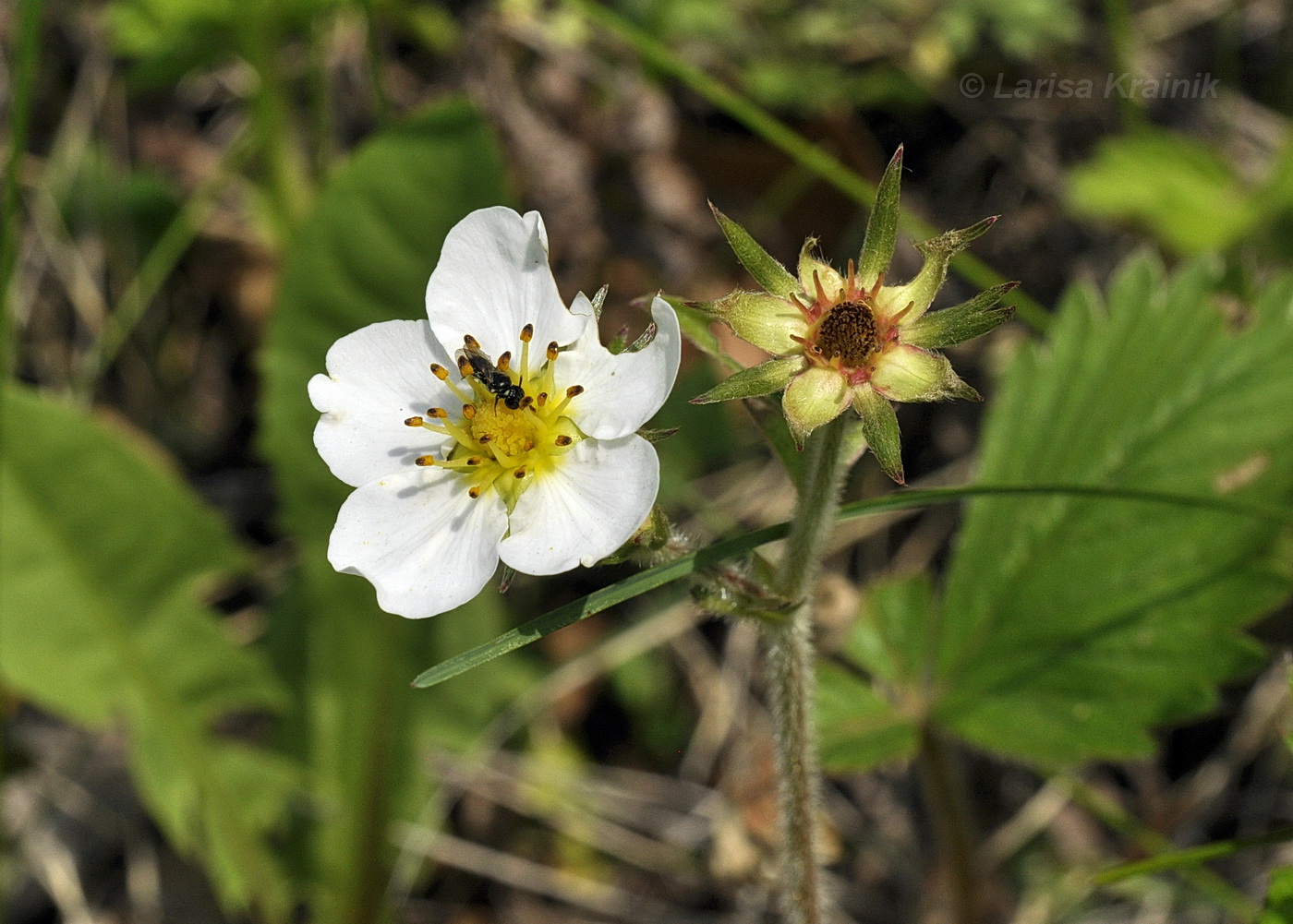 Image of Fragaria orientalis specimen.