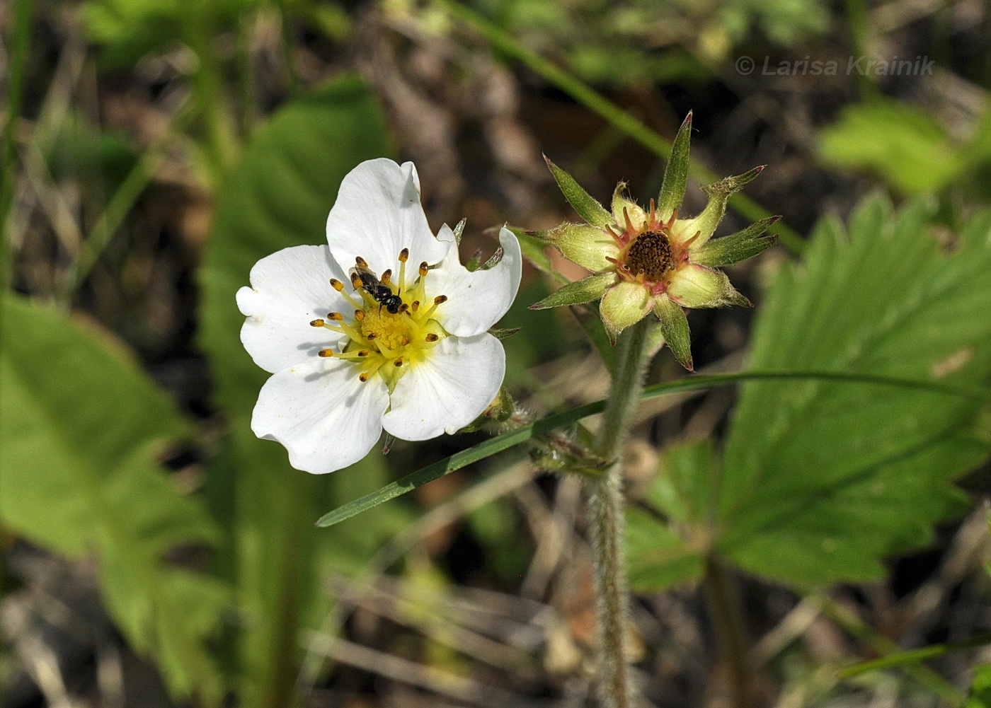 Изображение особи Fragaria orientalis.