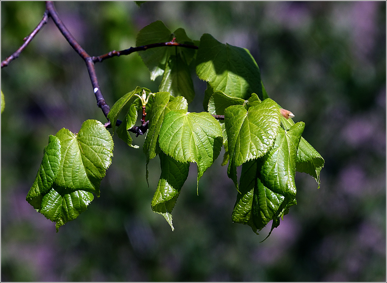 Изображение особи Tilia cordata.