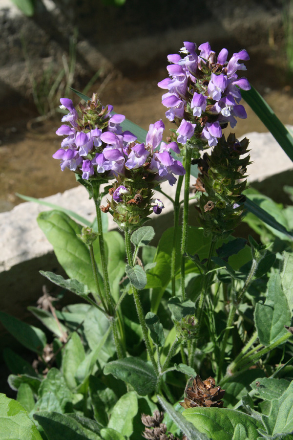 Image of Prunella grandiflora specimen.