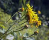 Inula salicina. Верхушки побегов с соцветиями. Пермский край, Оханский р-н, Тулумбаихинское сельское поселение, Кунчурихинский бор, побережье Воткинского водохранилища, берёзовая роща. 30.07.2022.