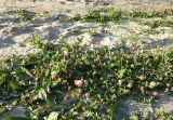 Trifolium fragiferum