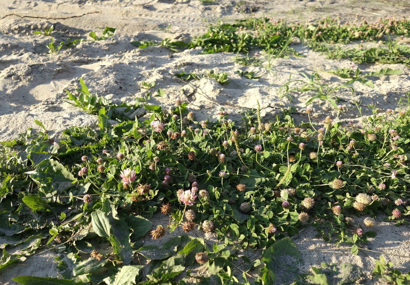 Изображение особи Trifolium fragiferum.