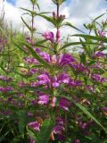 Phlomis pungens