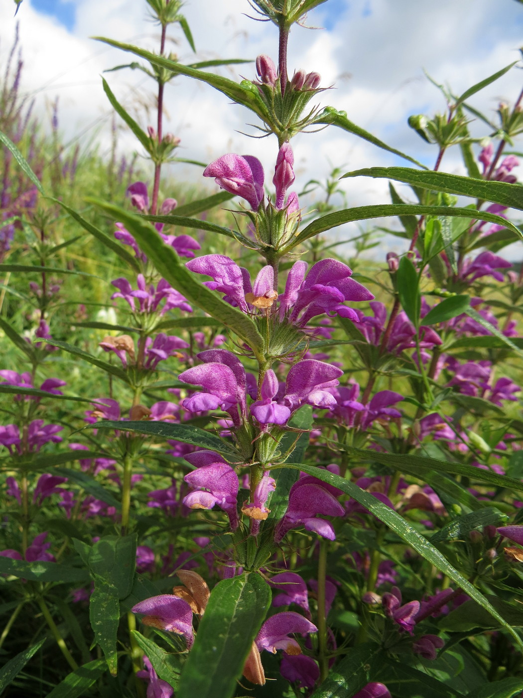 Image of Phlomis pungens specimen.