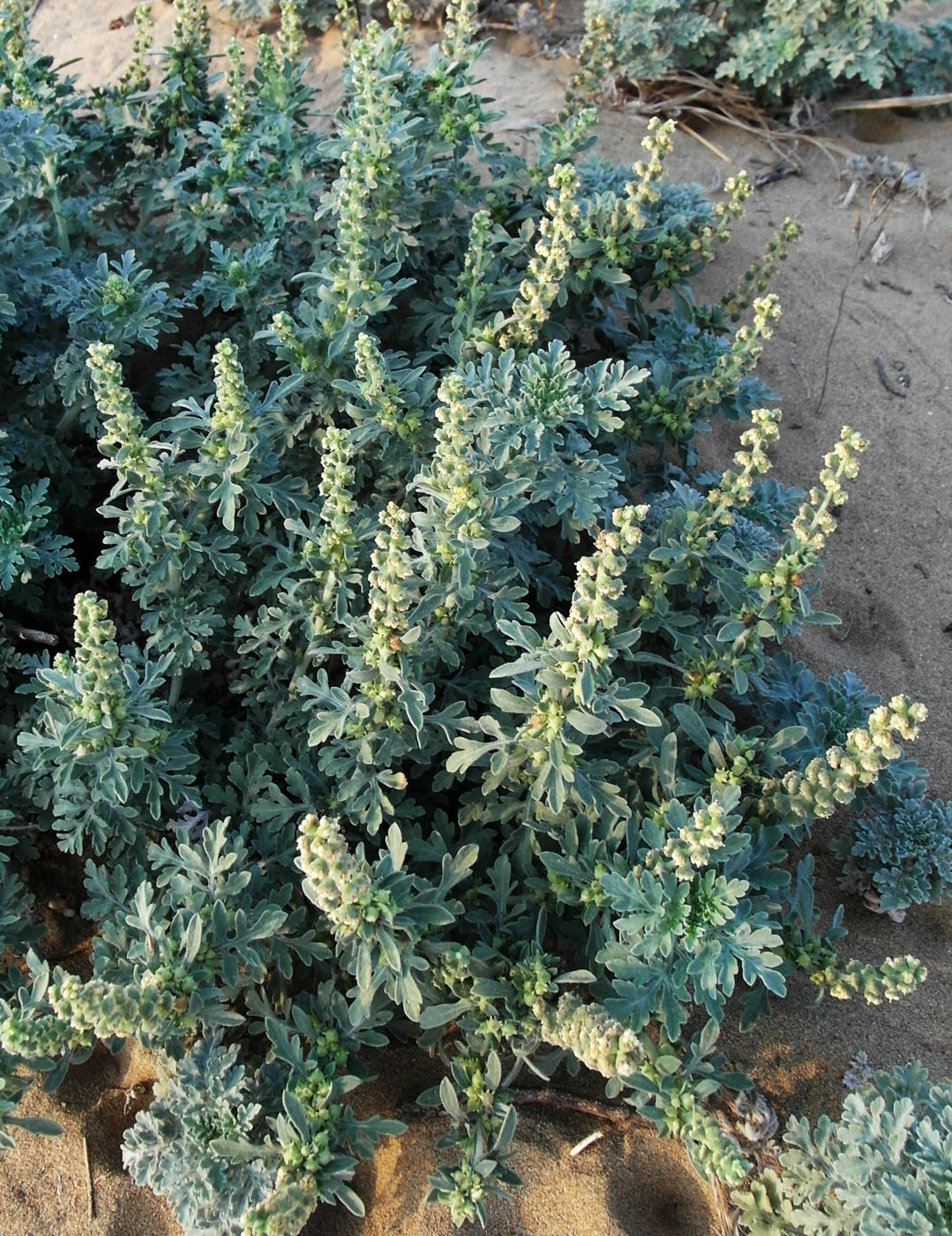 Изображение особи Ambrosia maritima.