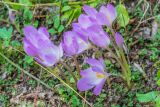 Colchicum speciosum