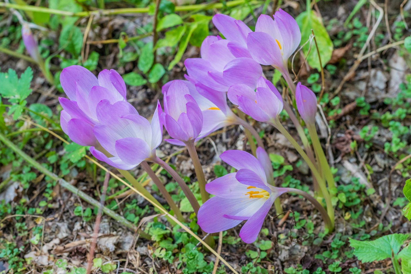 Изображение особи Colchicum speciosum.