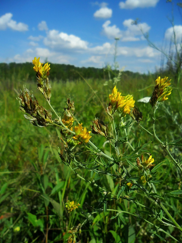 Image of Medicago romanica specimen.