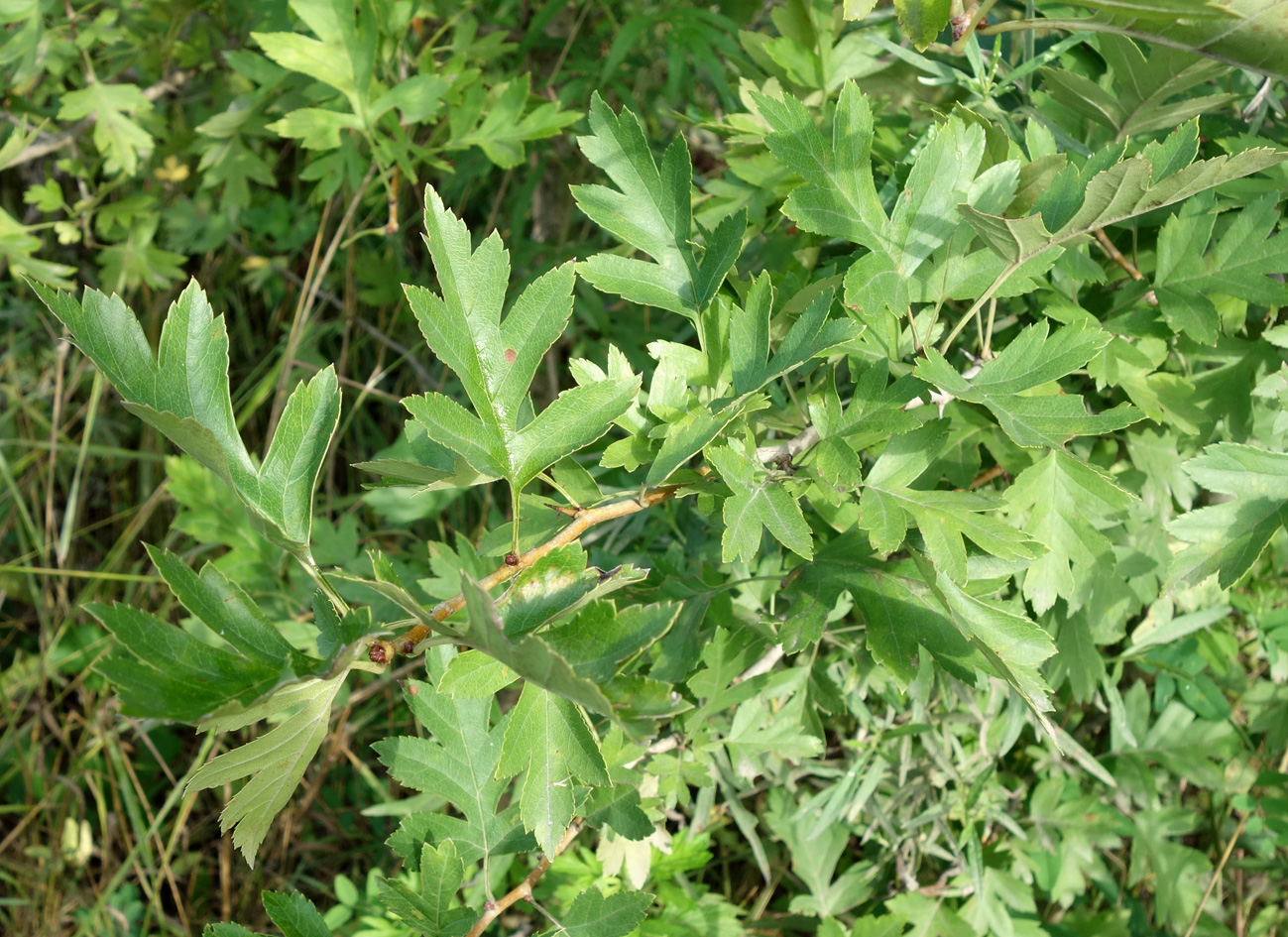 Изображение особи Crataegus pinnatifida.