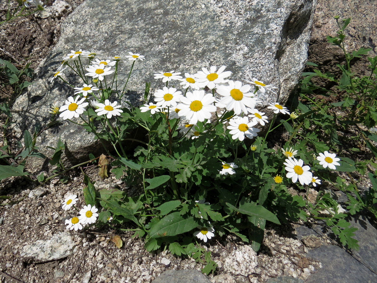 Изображение особи Pyrethrum parthenifolium.