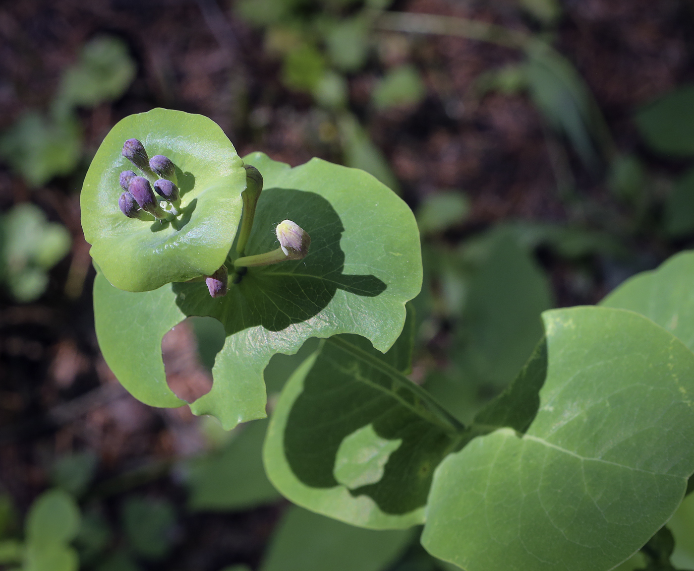 Image of Lonicera caprifolium specimen.