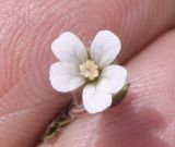 Geranium rotundifolium. Цветок (белоцветковая форма). Узбекистан, Ташкентская обл., хр. Каржантау, склон р. Аюбсай, крупнообломочная осыпь. 26.05.2022.