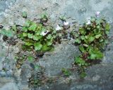Cymbalaria muralis. Цветущие растения. Крым, городской округ Ялта, пгт Гурзуф, в трещине подпорной стенки. Июль 2022 г.