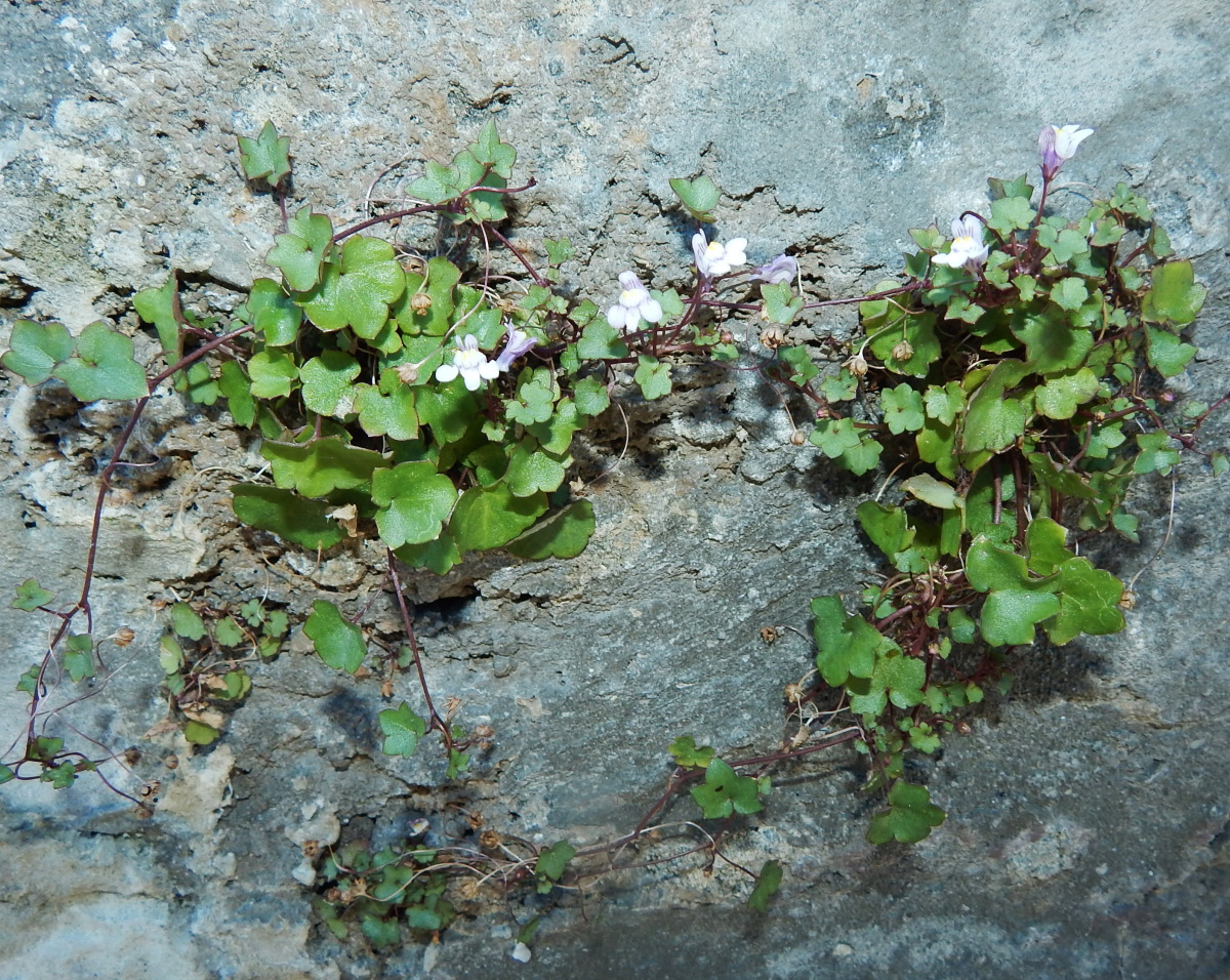 Изображение особи Cymbalaria muralis.