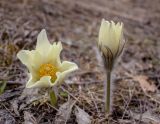 Pulsatilla patens