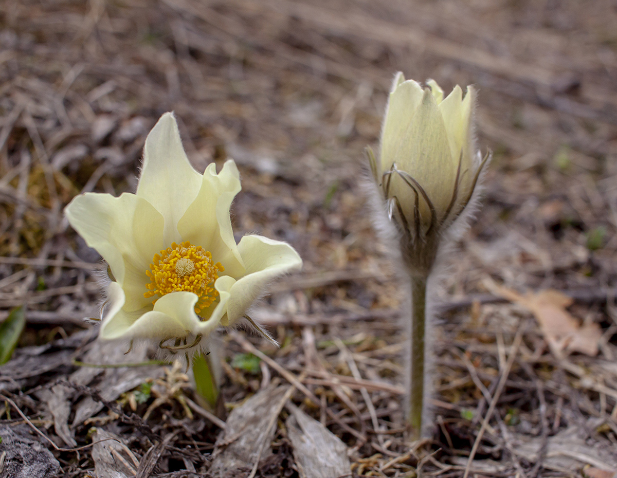 Изображение особи Pulsatilla patens.