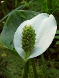 Calla palustris