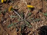 род Taraxacum