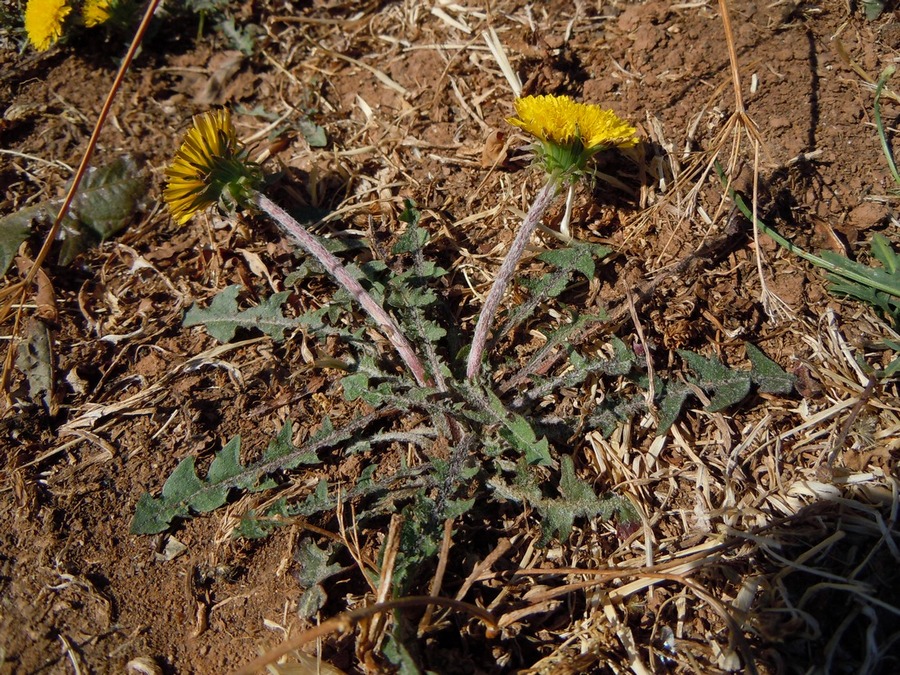 Изображение особи род Taraxacum.