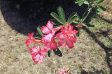 Adenium obesum