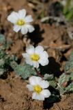 Callianthemum alatavicum