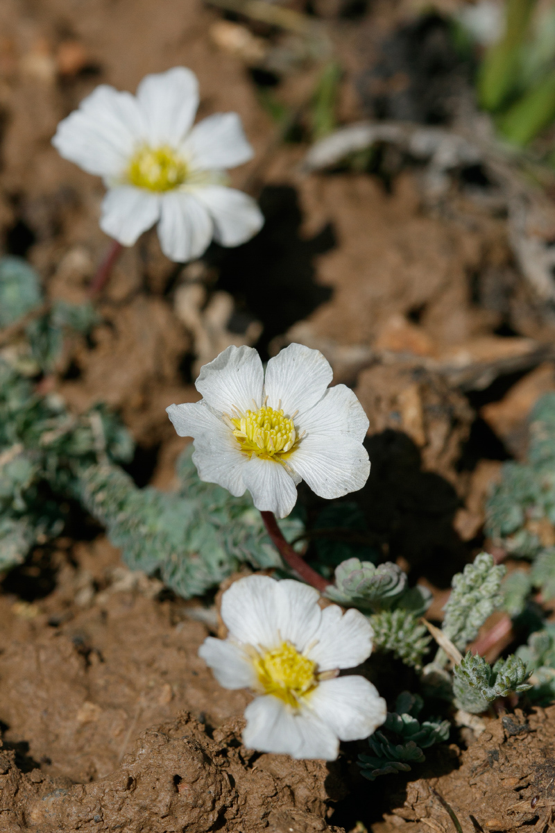 Изображение особи Callianthemum alatavicum.