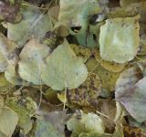 Populus &times; berolinensis