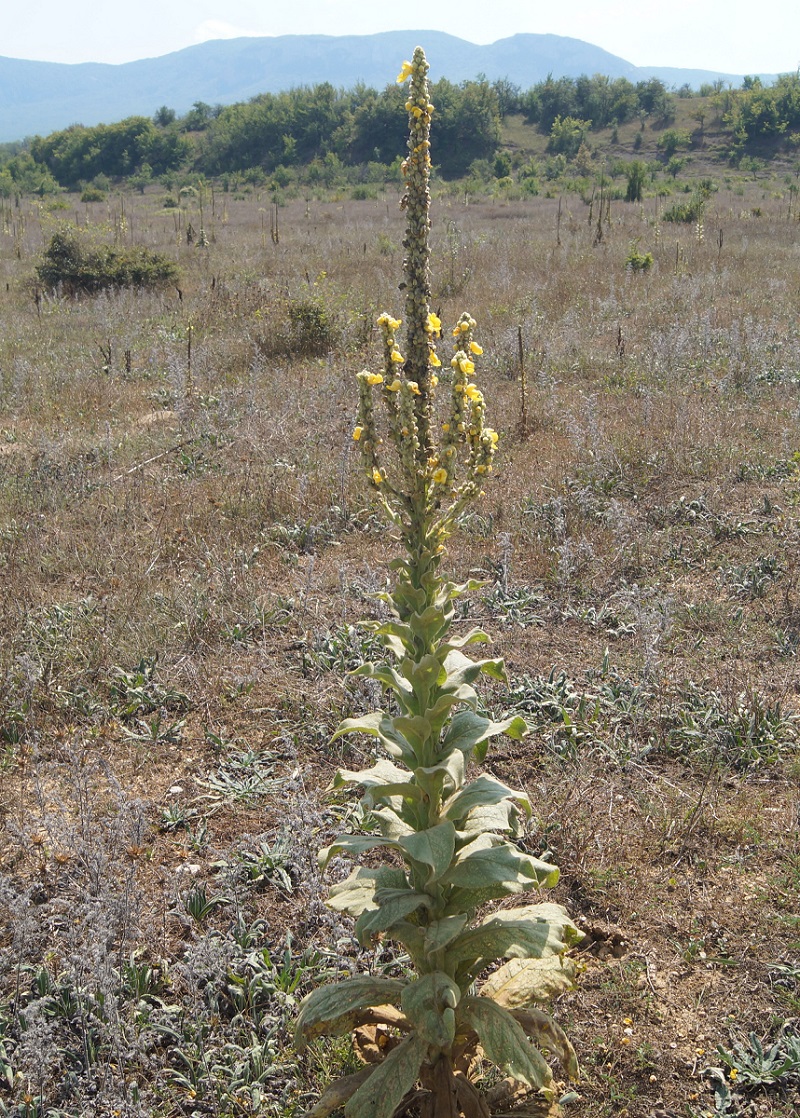 Image of Verbascum densiflorum specimen.