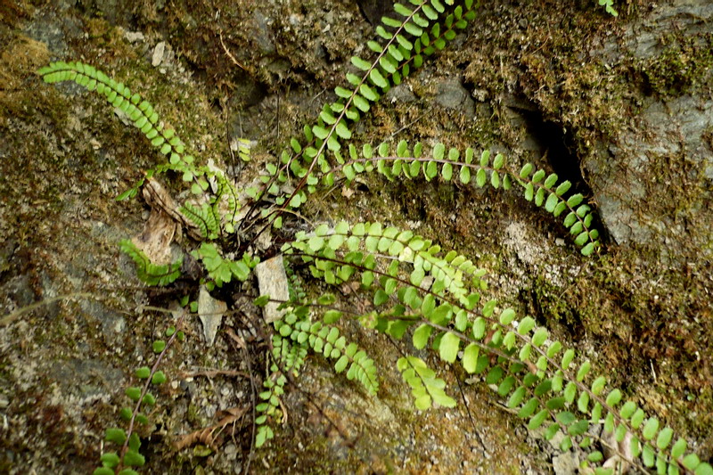 Image of Asplenium trichomanes specimen.