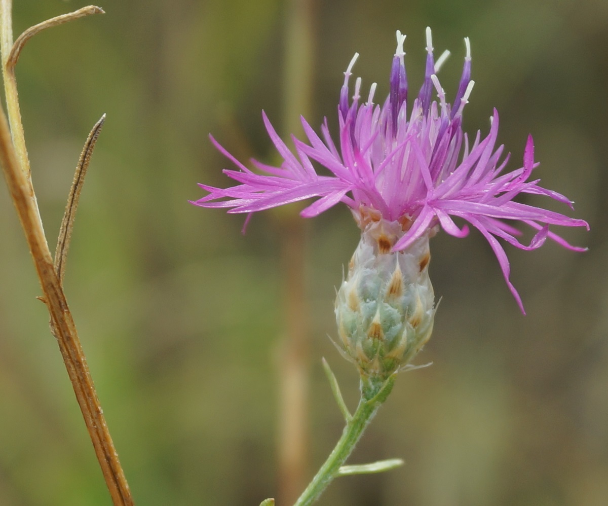 Image of Centaurea sterilis specimen.