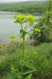 Euphorbia tauricola. Верхняя часть цветущего растения. Краснодарский край, Черноморское побережье Кавказа, м/о город-курорт Геленджик, окр. пос. Светлый, щель Церковная, травяной склон у дамбы водохранилища. 6 мая 2017 г.