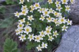 Anemonastrum fasciculatum. Цветки. Республика Северная Осетия-Алания, Ирафский р-н, Большой Кавказ, левый склон долины р. Бартуидон чуть ниже окончания морены ледника Бартуй, субальпийский пояс, ≈ 2440 м н.у.м., каменистый берег реки. 10.07.2021.