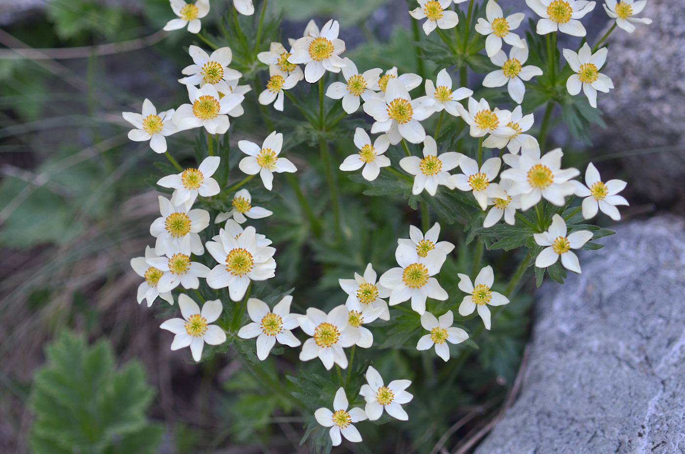 Image of Anemonastrum fasciculatum specimen.