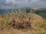 Cirsium euxinum. Цветущие растения. Краснодарский край, м/о г. Геленджик, хр. Маркотх, гора Иорданова, ≈ 650 м н.у.м., горный луг. 23.07.2016.