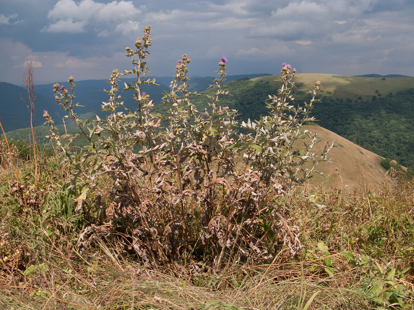 Изображение особи Cirsium euxinum.