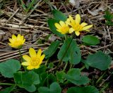 Ficaria calthifolia