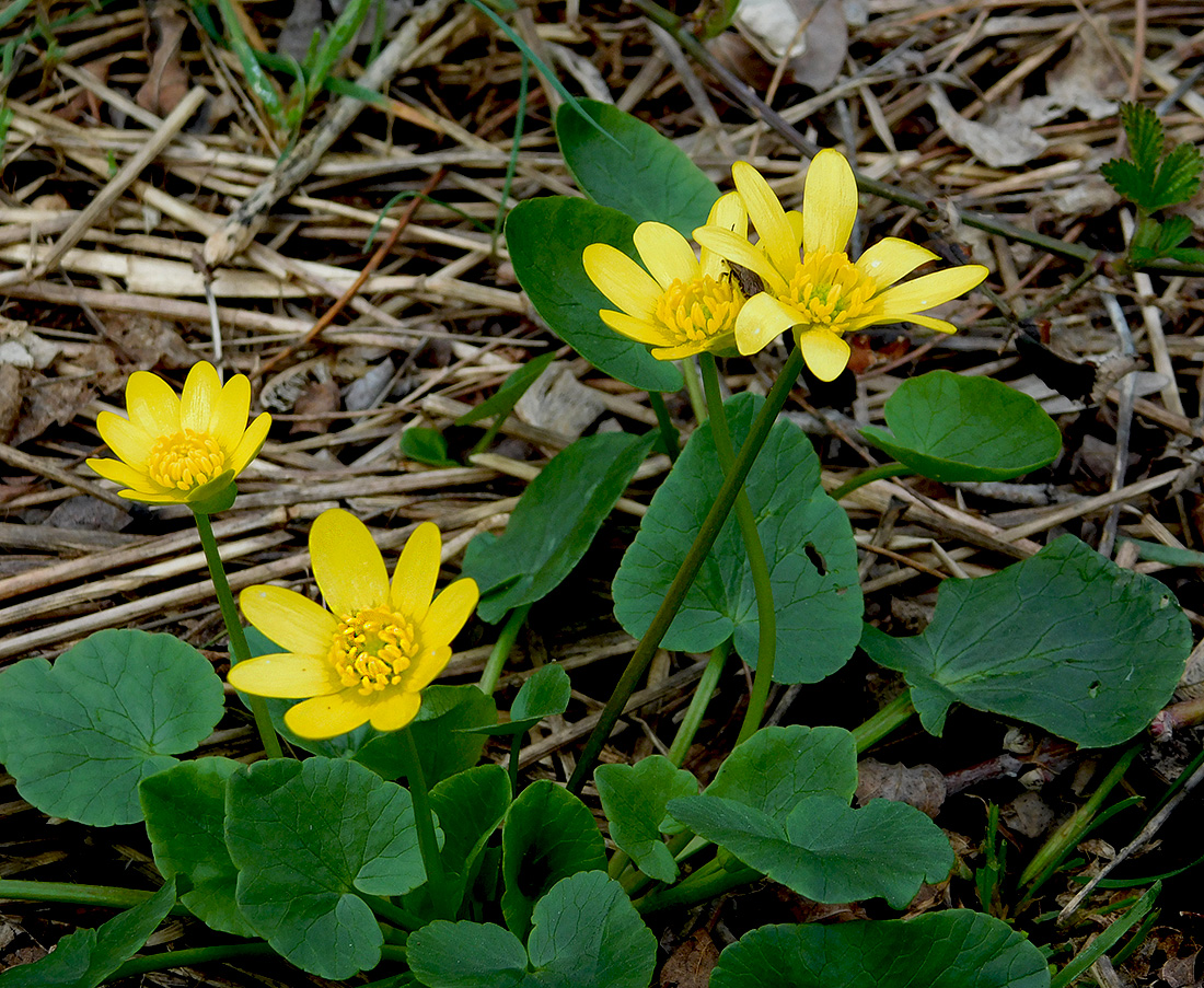 Изображение особи Ficaria calthifolia.