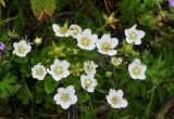 Parnassia palustris. Цветки и незрелые плоды. Курильские о-ва, о-в Кунашир, берег оз. Лагунное, топкий участок берега, окраина зарослей кустарников. 18.08.2022.