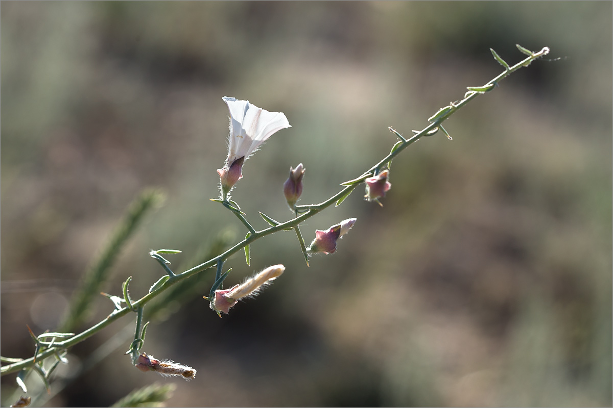 Image of Convolvulus fruticosus specimen.